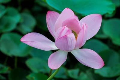 ACCUEIL 2 eaux calmes menopause joanie xie